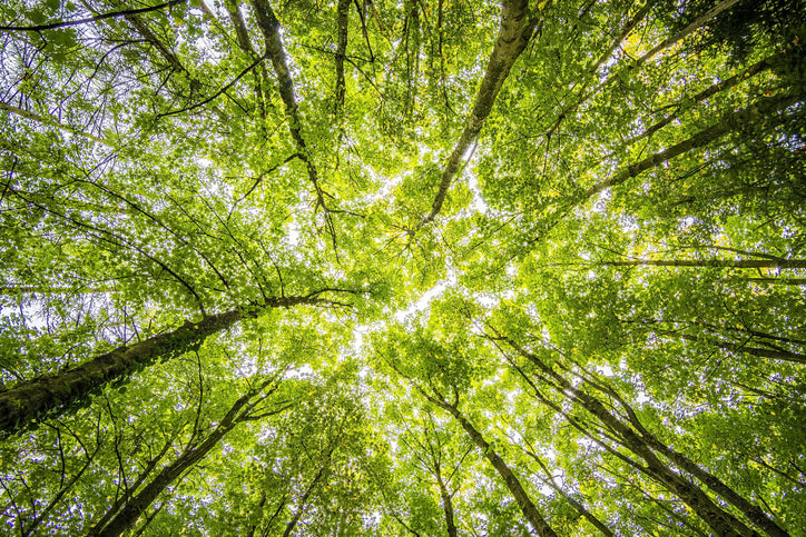 What Is Forest Bathing?