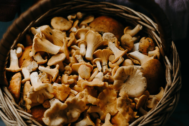 Boost Your Mood with Mushrooms